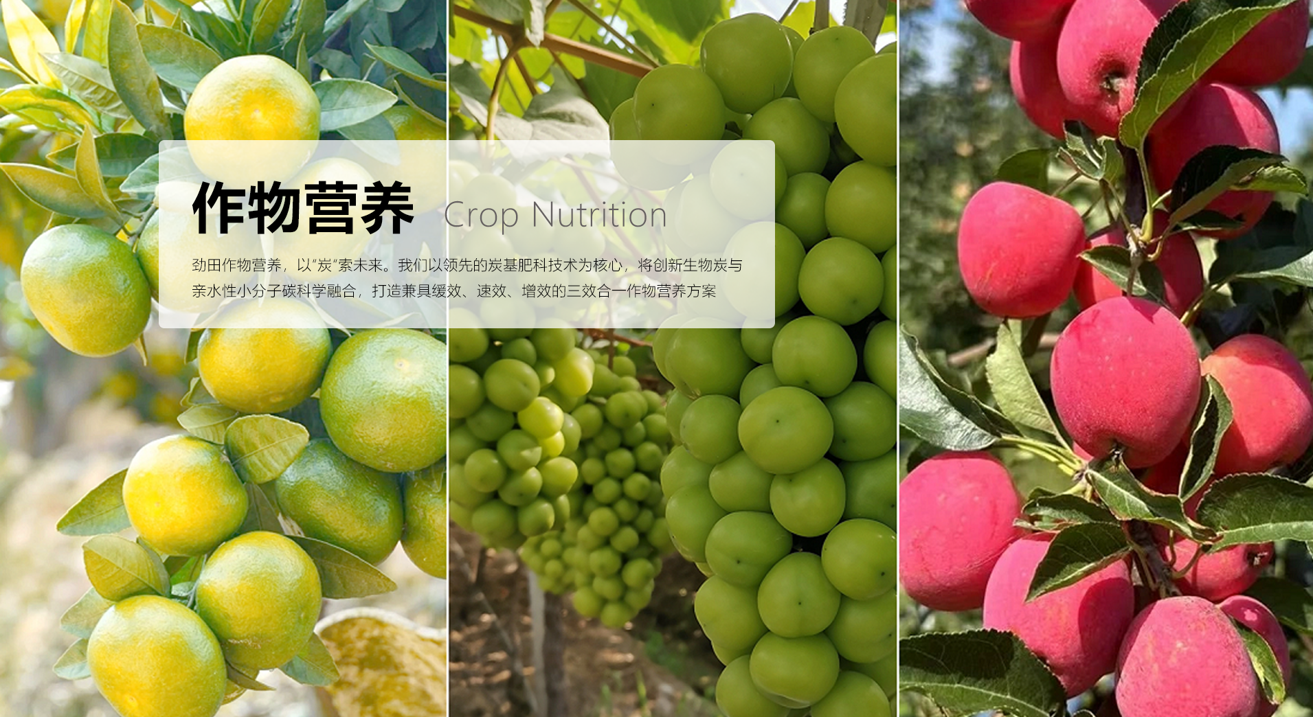 极端天气下为何优选 “少量多次” 追肥?优质水溶肥成种植户刚需之选(图4) 作物营养首图.png