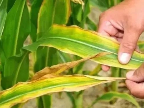 极端天气下为何优选 “少量多次” 追肥?优质水溶肥成种植户刚需之选(图1) 713c3291954fd9467ec3c67dc48fb303~tplv-a9rns2rl98-pc_smart_face_crop-v1_496_372.jpg